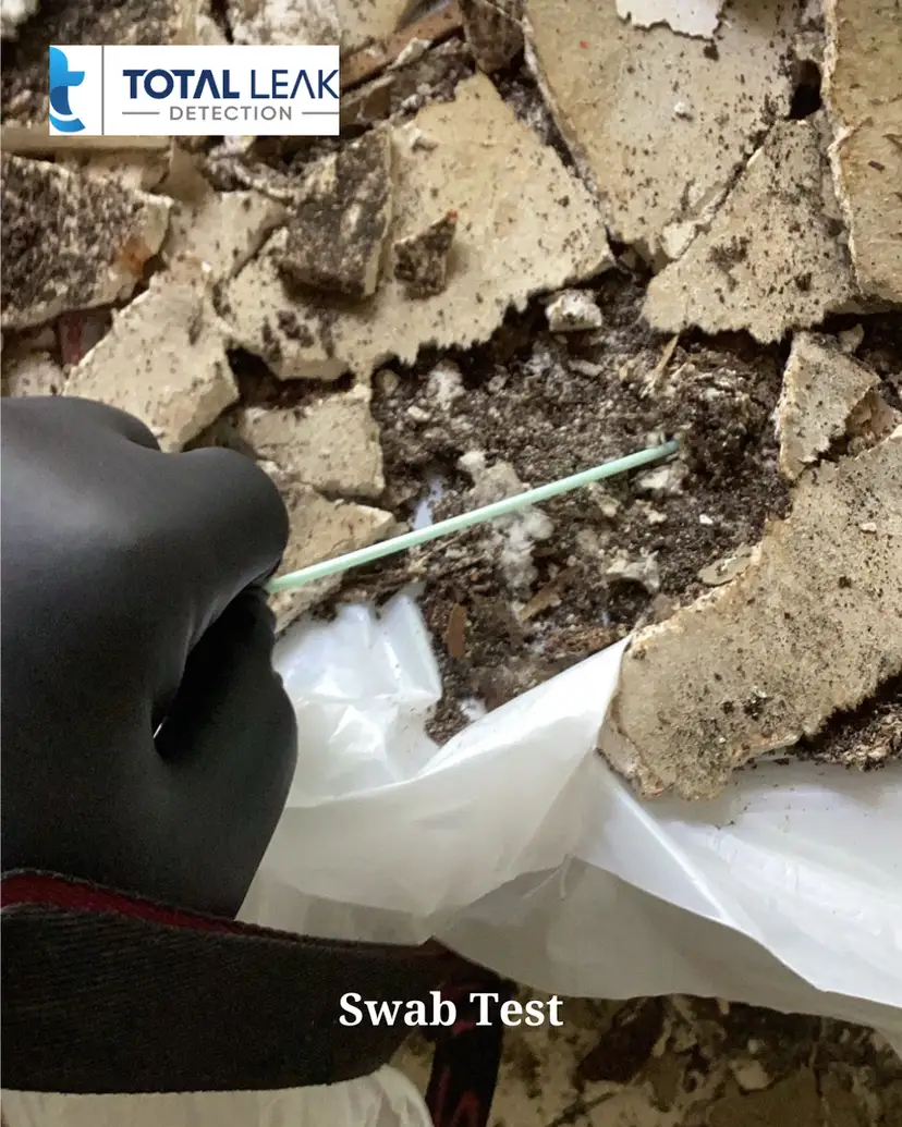 Swab test sample collection from dangerous mold growth for laboratory analysis