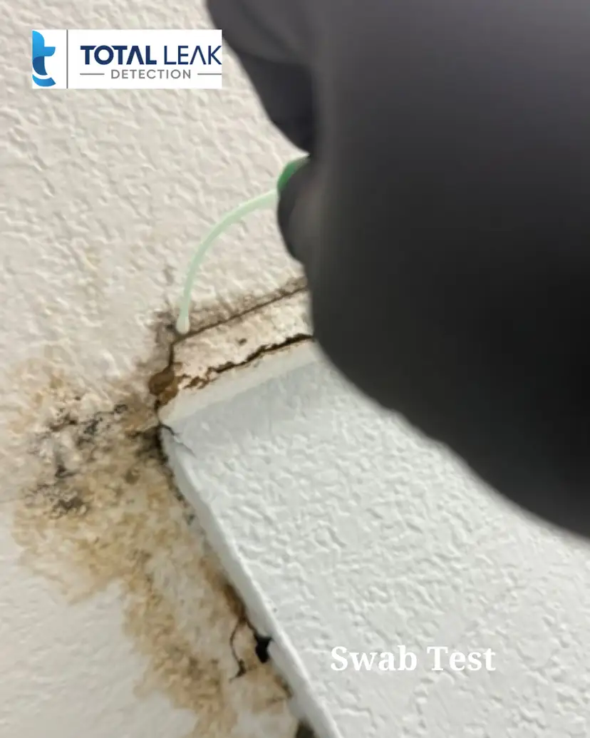Surface swab test being performed on visible mold growth for identification
